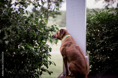 Rhodesian ridgeback on porch, view from back. 