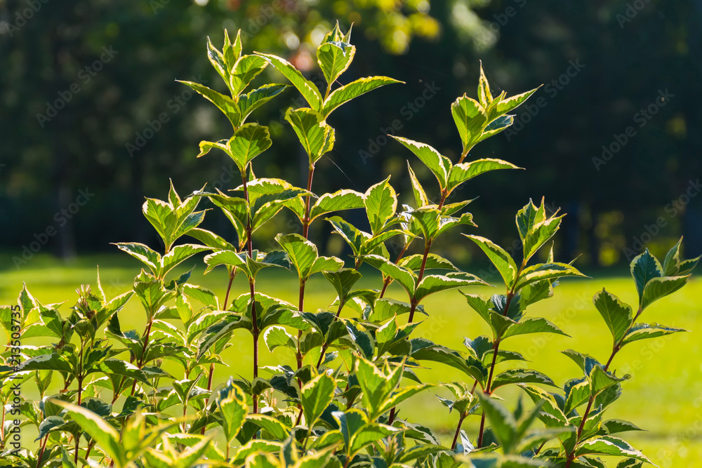 Obraz premium Spring bush with bright, juicy, green leaves, which have recently blossomed