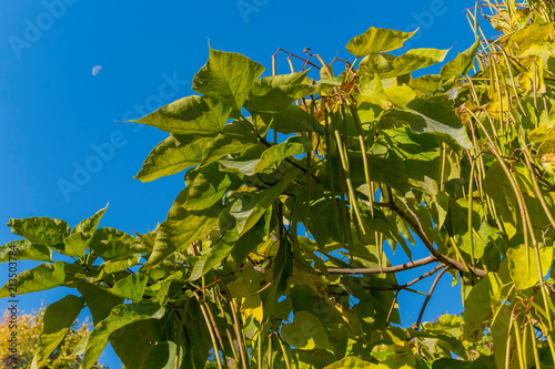 An unusual tree with large leaves and branches with bunches of green oblong plants photo