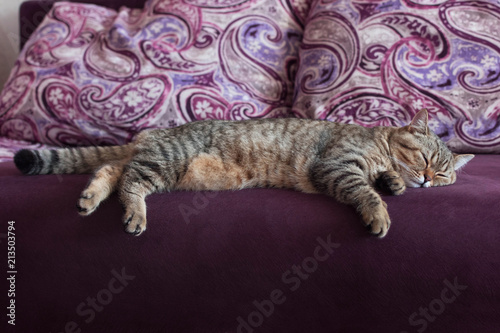 Striped cat breeds Scotty Straight sleeps on a large sofa. A cat's dream.