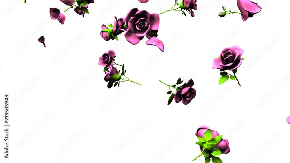 Falling Pink Roses On White Background.3DCG render Animation. Stock ...