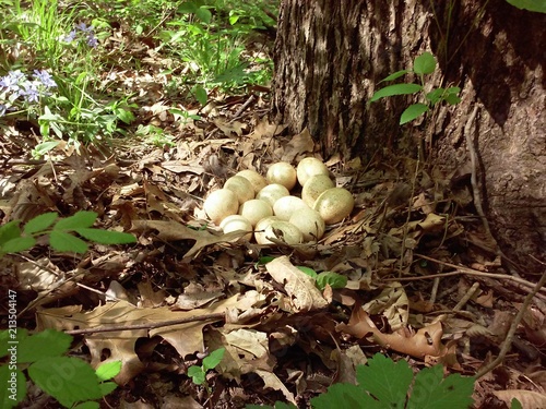 Wild Turkey Nest with Eggs