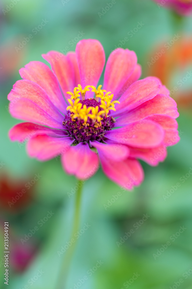 Obraz premium Wild flower garden