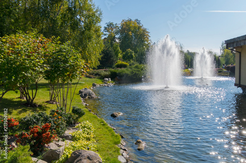 The bush of a flowering orange quince on an alpine flowerbed with hosts near a lake with fountains. Mezhygirya Ukraine