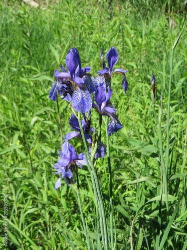 Schwertlilie Auwald