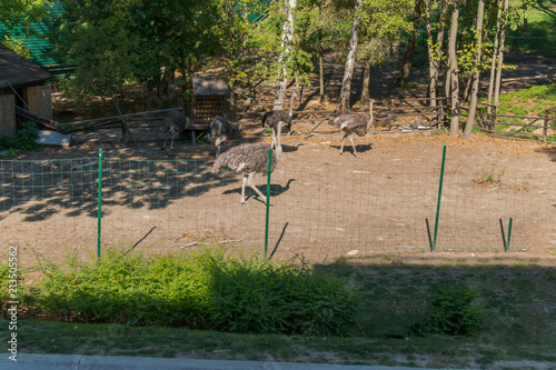 Foto Lovely feathered multicolored ostriches in small enclosed enclosures