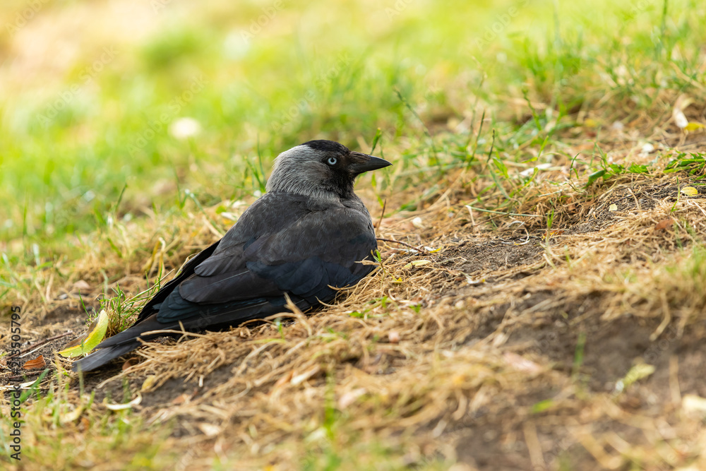 Obraz premium A Western Jackdaw crow rest on the grass in a park