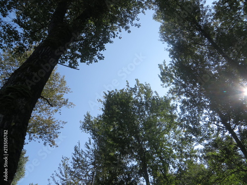 Auwald Hintergrund