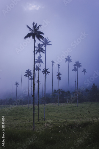 The popular tourist hike through Cocora Valley in Salento, Colombia, to see the tallest wax palm trees in the world