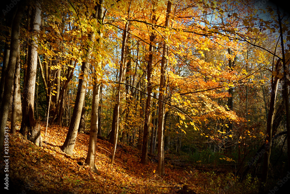 Fototapeta premium Autumn Morning in the Forest