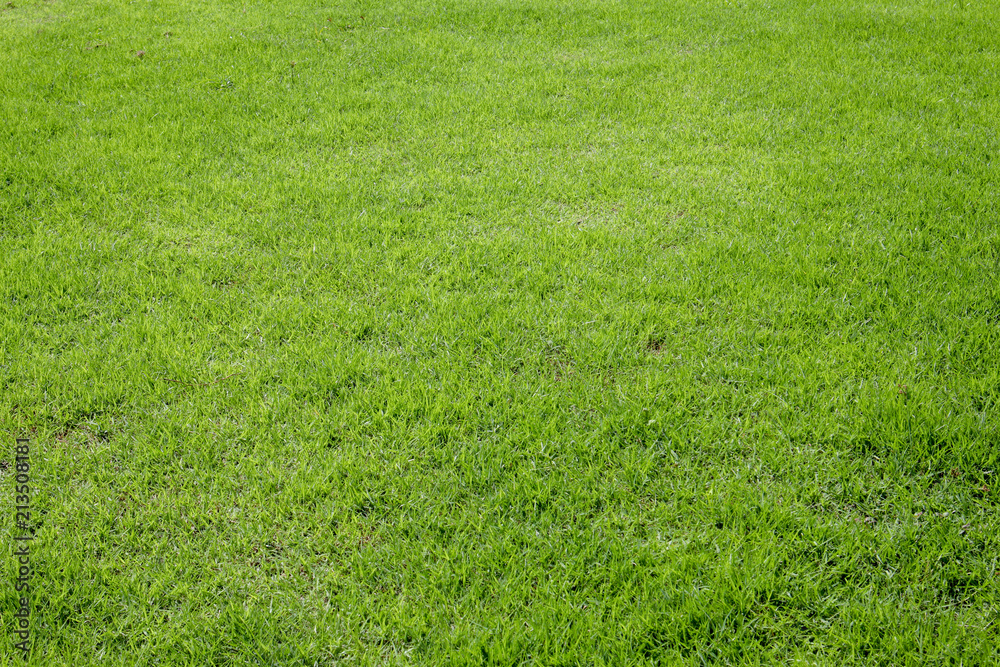 abstract background green grass texture abstract background green grass texture
