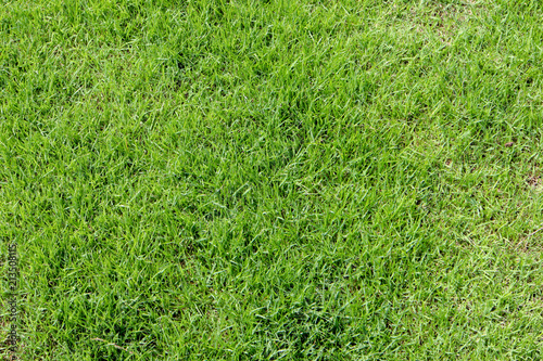 abstract background green grass texture