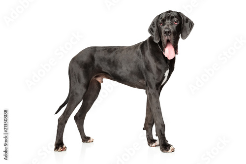 Fototapeta Naklejka Na Ścianę i Meble -  Great Dane on white background