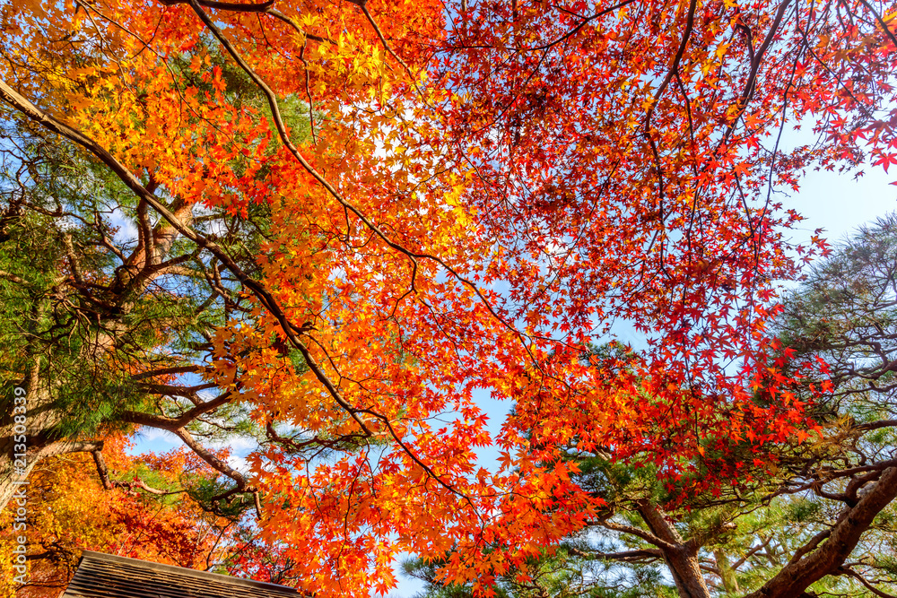 Colorful leaves in autumn season in Japan Colorful leaves in autumn season in Japan