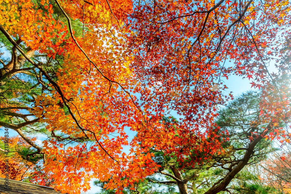 Colorful leaves in autumn season in Japan