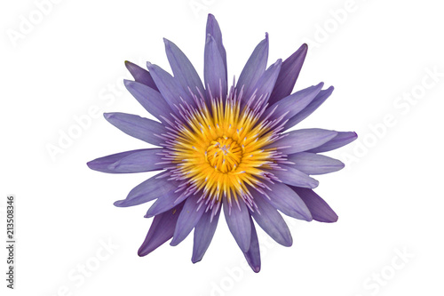 Purple water lily flower or lotus flower  isolated on white background.