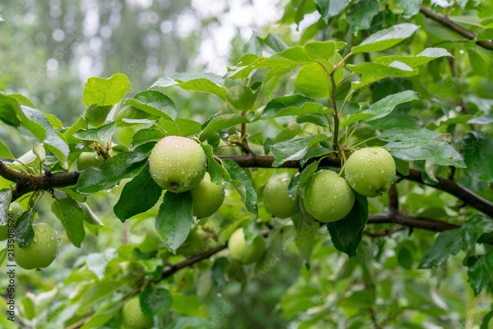 Closeup of green apples on a branch in an orchard Closeup of green apples on a branch in an orchard