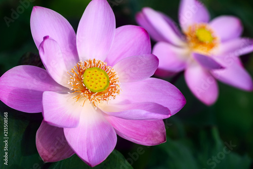 Two pink lotus at sunny day close-up