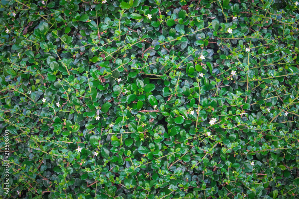 Fototapeta premium green ivy bush wall in garden
