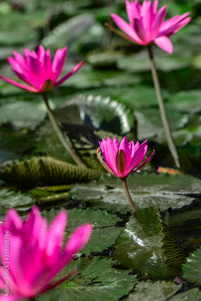 Pink lotus flowers blooming in the pond at sunny day. Pink lotus flowers blooming in the pond at sunny day.