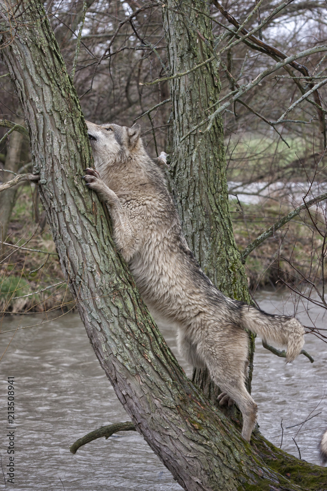 Obraz premium Wolf Trying to Climb a Tree