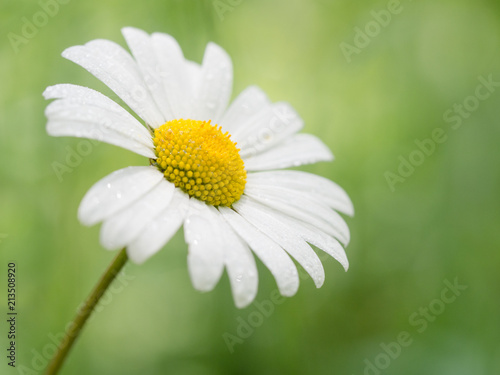 Detail of a blooming daisy
