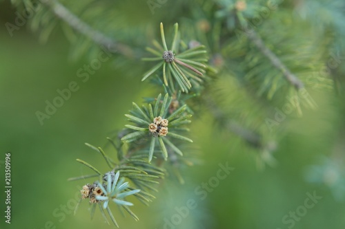 wilderness. branch fir macro. a sprig of pine needles. background texture nature