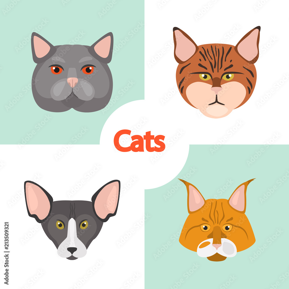 Different cats breeds muzzles color vector icons set. Flat design
