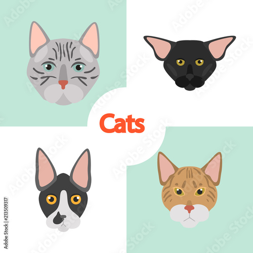 Different cats breeds muzzles color vector icons set. Flat design