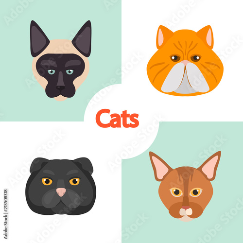 Different cats breeds muzzles color vector icons set. Flat design