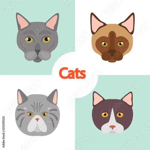 Different cats breeds muzzles color vector icons set. Flat design