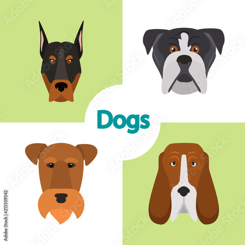 Different dogs breeds muzzles color vector icons set. Flat design