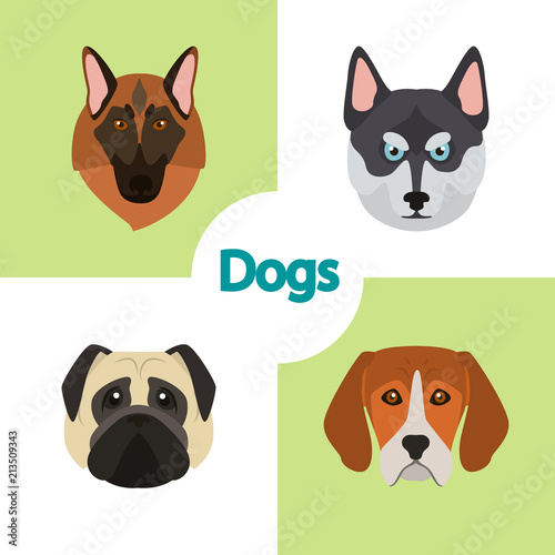 Different dogs breeds muzzles color vector icons set. Flat design