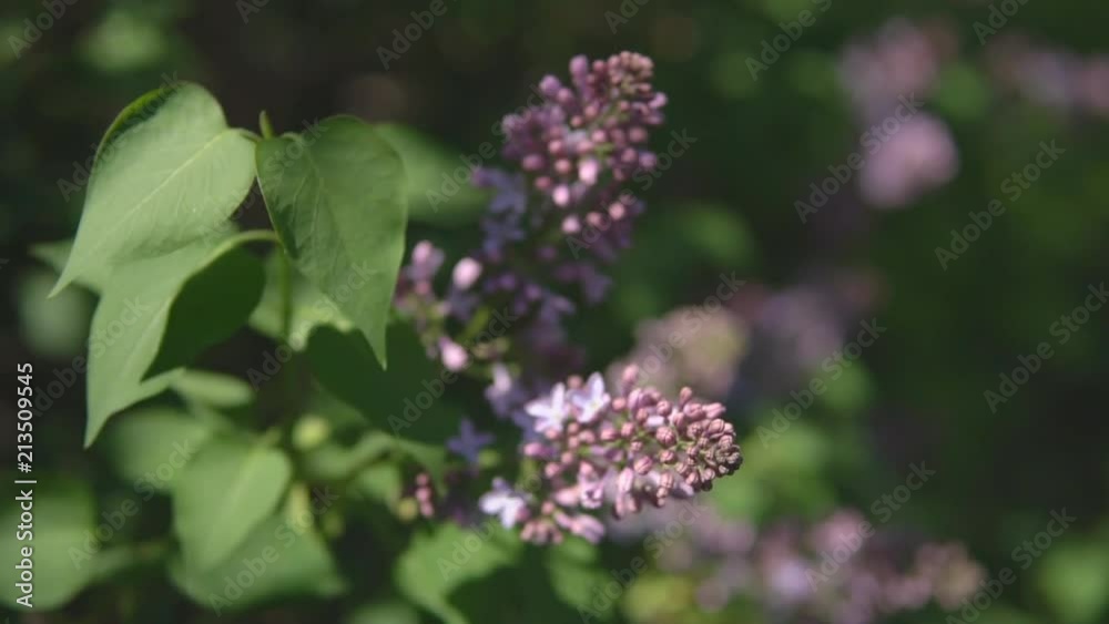 Spring time. Lilac branches during flowering with undecayed buds.