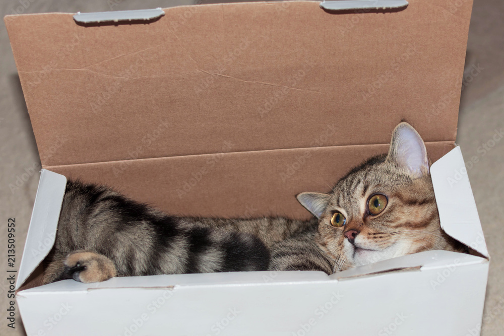 Cat in the box. The cat has big eyes. Breed - Scotish Straight.