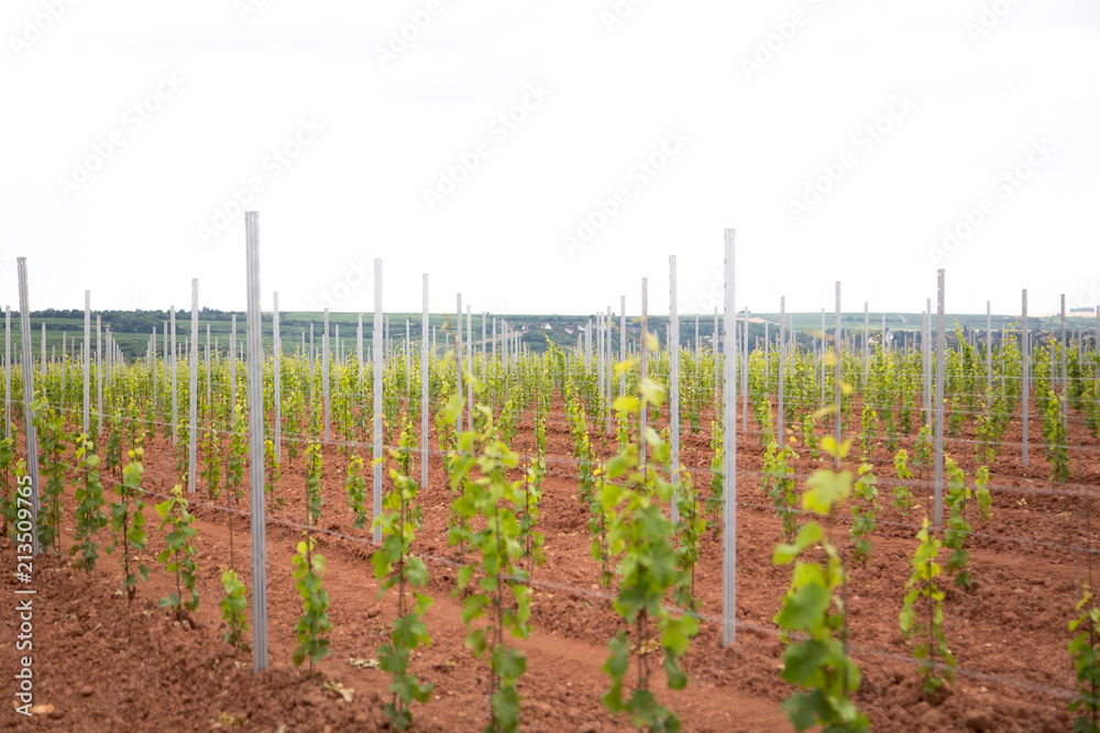 new vineyard