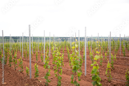 Obraz na płótnie new vineyard w salonie