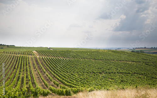 Obraz na płótnie Vineyards of Rhine Hesse w salonie