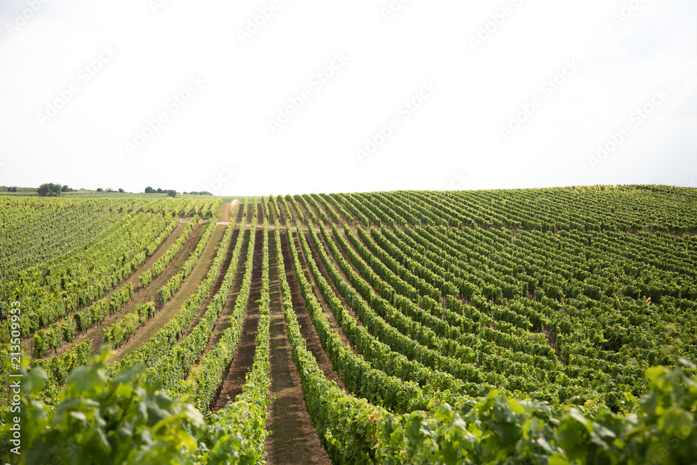 Vineyards of Rhine Hesse