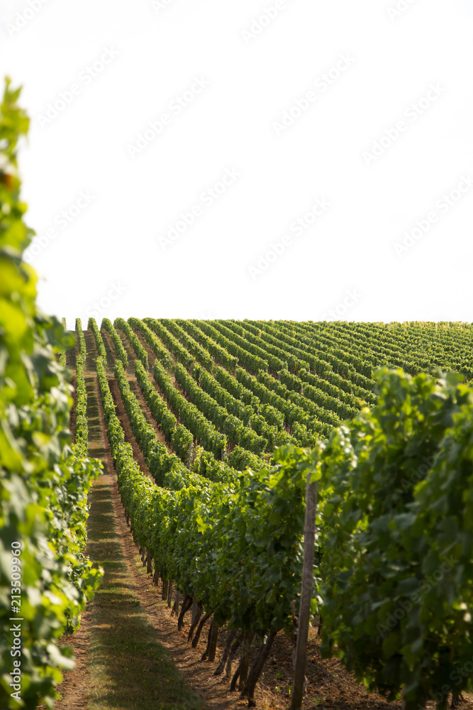 Vineyards of Rhine Hesse