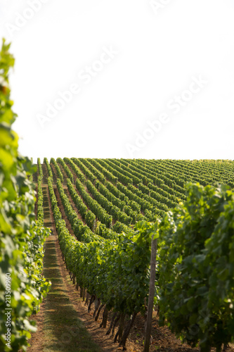 Vineyards of Rhine Hesse