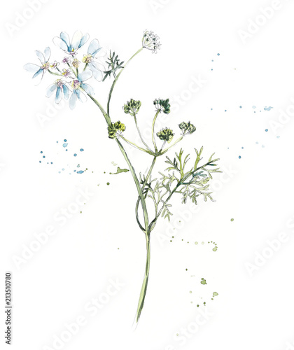 Fototapeta Naklejka Na Ścianę i Meble -  Collection herb. Water color hand drawn illustration. Botanical illustration