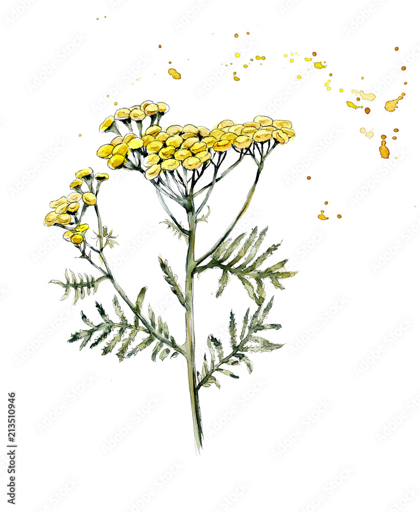 Collection herb. Water color hand drawn illustration. Botanical illustration Collection herb. Water color hand drawn illustration. Botanical illustration