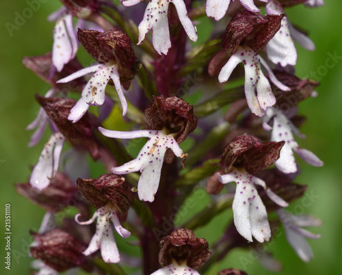 Purpur-Knabenkraut; Orchis purpurea;Knabenkraut; Orchidee;  photo