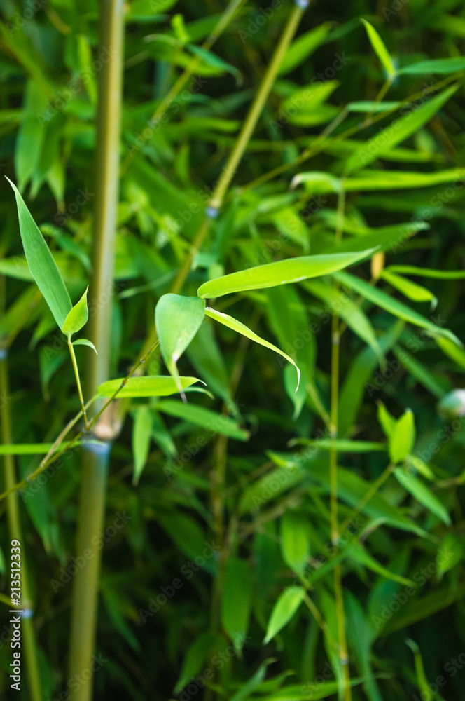 leaves and trunks of young bamboo on a dark background leaves and trunks of young bamboo on a dark background