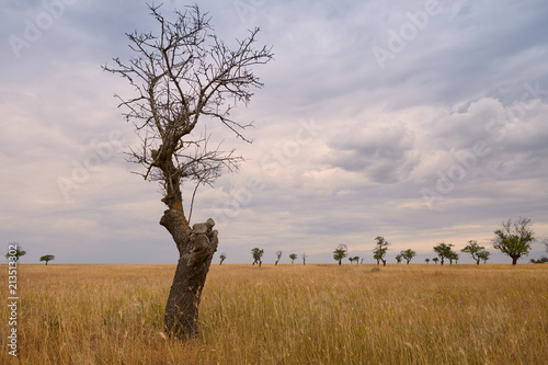 Outdoor shot of isolated lonely naked tree in foreground. Overcloud sky and dry meadow with trees stripped off their leaves. Summert, autumn, rural area, countryside, nature, environment concept photo