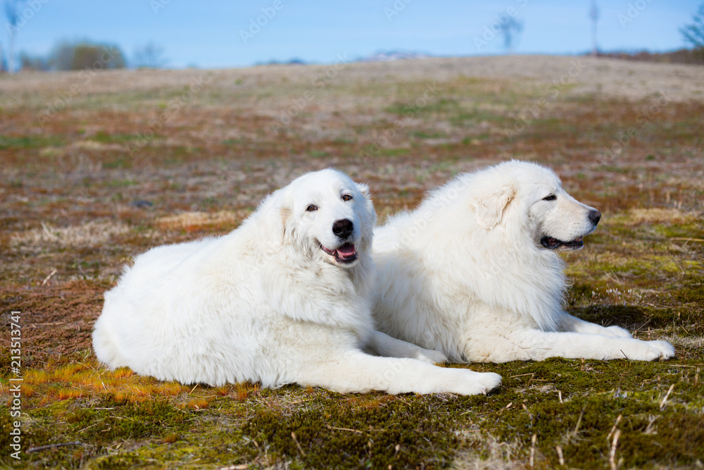 Portrait of two maremma sheepdogs lying in the field. Portrait of two big white dogs breed maremmano-abruzzesse dog