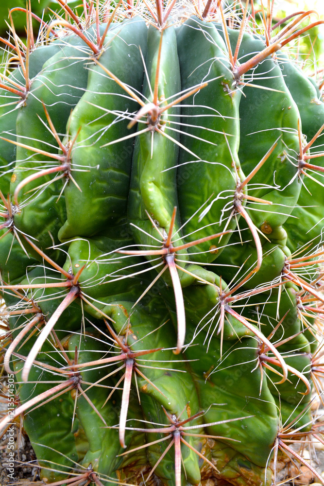 Green Cactus. Succulent in green colors. Close up background plant. Green Cactus. Succulent in green colors. Close up background plant.