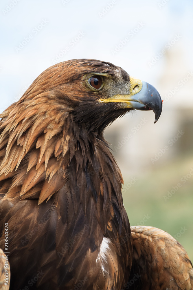 A hawk hunt Mongolia A hawk hunt Mongolia