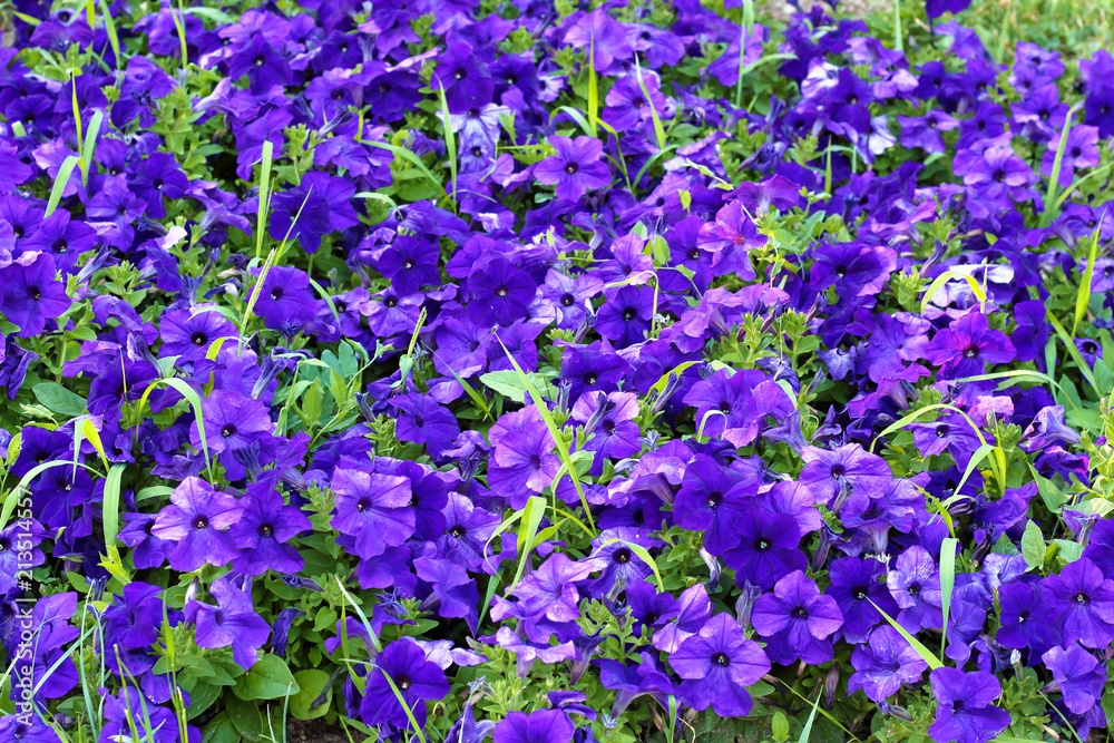 Fototapeta premium blue flowers, texture